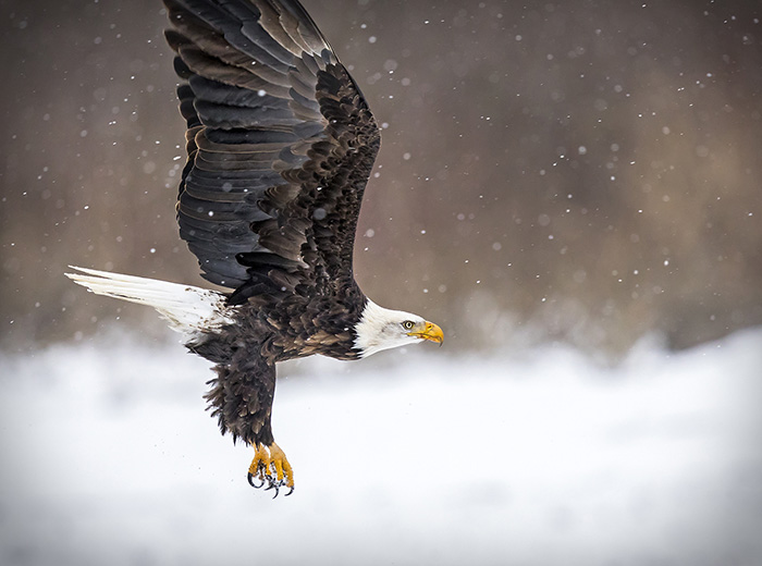 Bald Eagle Michigan Trail Maps